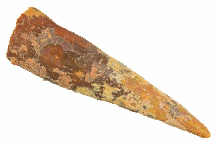 Fossil Pterosaur (Siroccopteryx) Tooth - Morocco #297834